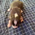 Berger australien disponible dans le Cher