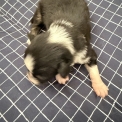 Berger australien disponible dans le Cher