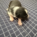 Chiot Berger australien sans pedigree  en région Centre-Val de Loire.