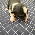 Berger australien disponible dans le Cher