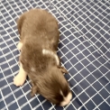 Chiot Berger australien sans pedigree – prix 700 €.