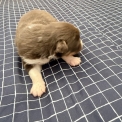 Chiot Berger australien sans pedigree – prix 700 €.