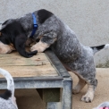 Basset Bleu de Gascogne disponible dans le Maine-et-Loire