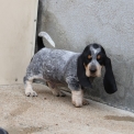 Acheter Basset Bleu de Gascogne bébé pour 750 €