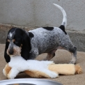Chiot Basset Bleu de Gascogne de race  en région Pays de la Loire.