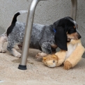 Chiot Basset Bleu de Gascogne de race – prix 750 €.
