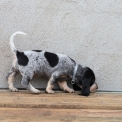Basset Bleu de Gascogne disponible dans le Maine-et-Loire