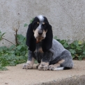Basset Bleu de Gascogne disponible dans le Maine-et-Loire