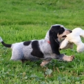 Chiot Basset Bleu de Gascogne de race – prix 750 €.