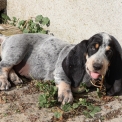 Chiot Basset Bleu de Gascogne de race – prix 850 €.