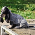 Basset Bleu de Gascogne disponible dans le Maine-et-Loire