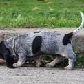 Basset Bleu de Gascogne disponible dans le Maine-et-Loire