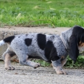 Chien Basset Bleu de Gascogne proposé par l’élevage des vallées longeronnaises.