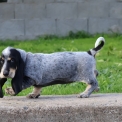 Chiot Basset Bleu de Gascogne de race – prix 850 €.