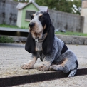 Basset Bleu de Gascogne disponible dans le Maine-et-Loire