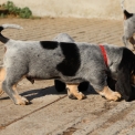Basset Bleu de Gascogne disponible dans le Maine-et-Loire