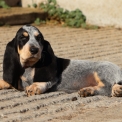 Chiot Basset Bleu de Gascogne à adopter au prix de 750 €