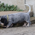 Basset Bleu de Gascogne disponible dans le Maine-et-Loire
