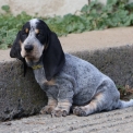 Acheter Basset Bleu de Gascogne bébé pour 850 €