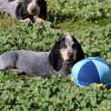 Chiot Basset Bleu de Gascogne de race – prix 850 €.