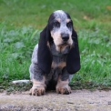Basset Bleu de Gascogne disponible dans le Maine-et-Loire