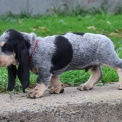 Chiot Basset Bleu de Gascogne de race – prix 750 €.
