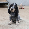 Chiot Basset Bleu de Gascogne de race  en région Pays de la Loire.