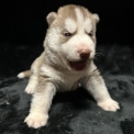 Chien Husky Sibérien proposé par l’élevage Des Loups Des Plaines Salées.