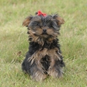 Yorkshire Terrier chiot vendu 1010 €