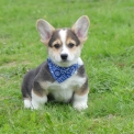 Welsh Corgi Pembroke chiot vendu 1860 €