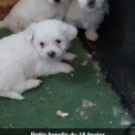 Adoption chiot Bichon Maltais au prix de 1100 €