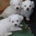 Acheter Bichon Maltais bébé pour 1100 €