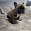 Cette petite femelle Bouledogue Franais propose  l'achat est ne le 06/09/2025.