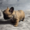 Chiot Bouledogue Franais  vendre au prix de 1600  vaccin et identifi.