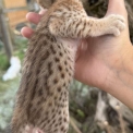 Chat Chat Savannah proposée par l’élevage Chatterie de la croix Lorraine.
