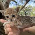 Chaton Chat Savannah de race  en région Occitanie.