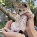 Chat Chat Savannah proposée par l’élevage Chatterie de la croix Lorraine.