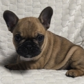 Bouledogue Français disponible dans le Loir-et-Cher
