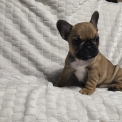 Chiot Bouledogue Français de race – prix 1600 €.