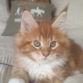 Chaton Maine Coon de race – prix 1300 €.