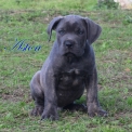 Chien Cane Corso proposé par l’élevage Essarts d'Aquila (Des).