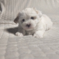 Chiot Coton de Tulear de race – prix 1200 €.
