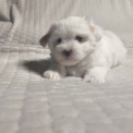 Chiot Coton de Tulear de race – prix 1200 €.