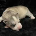 Chien Husky Sibérien proposée par l’élevage Des Loups Des Plaines Salées.