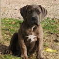 Chiot Cane Corso de race – prix 800 €.