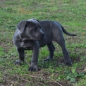 Chiot Cane Corso de race – prix 800 €.