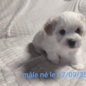Chien Coton de Tulear proposé par l’élevage La boîte à malice.