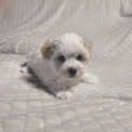 Chiot Coton de Tulear de race – prix 1200 €.