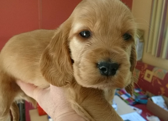 Petit mâle Cocker Anglais (Spaniel) né le 27/10/2025 est proposé – vendu 1400 €.