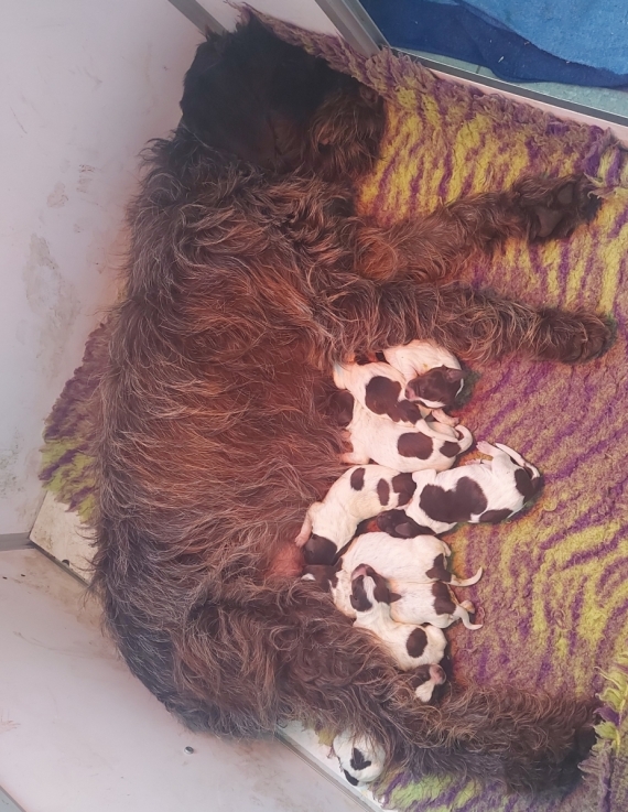 Petit mâle Griffon d'arrêt à poil dur né le 12/11/2025 est proposé – vendu 750 €.